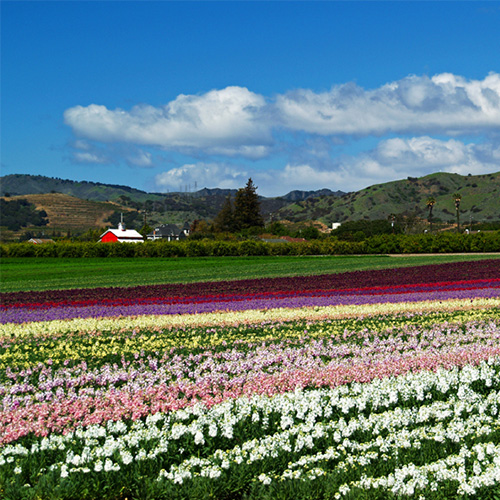 The Heritage Valley Fields